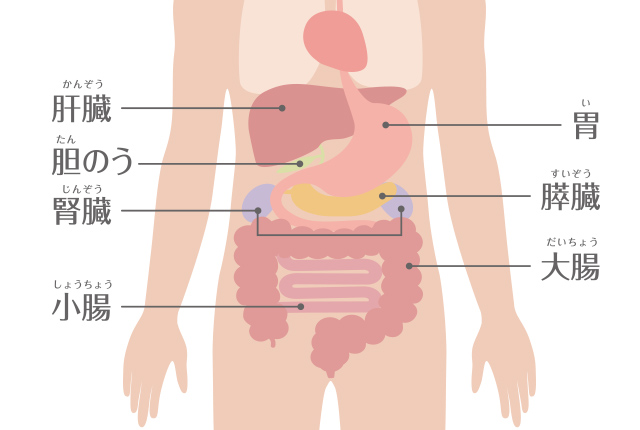 消化器がんの主な部位（胃・大腸・食道・膵臓・胆管・肝臓）の位置図